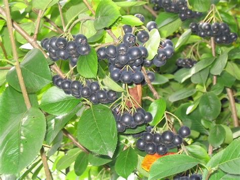 Introducing Aronia melanocarpa autumnmagig into your daily diet